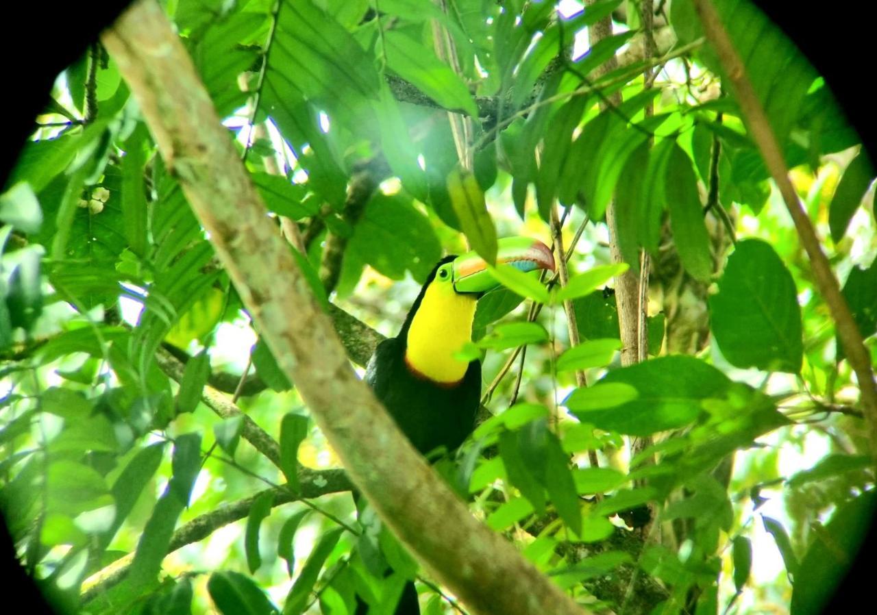 Wildlife Art Tortuguero Hotel ภายนอก รูปภาพ