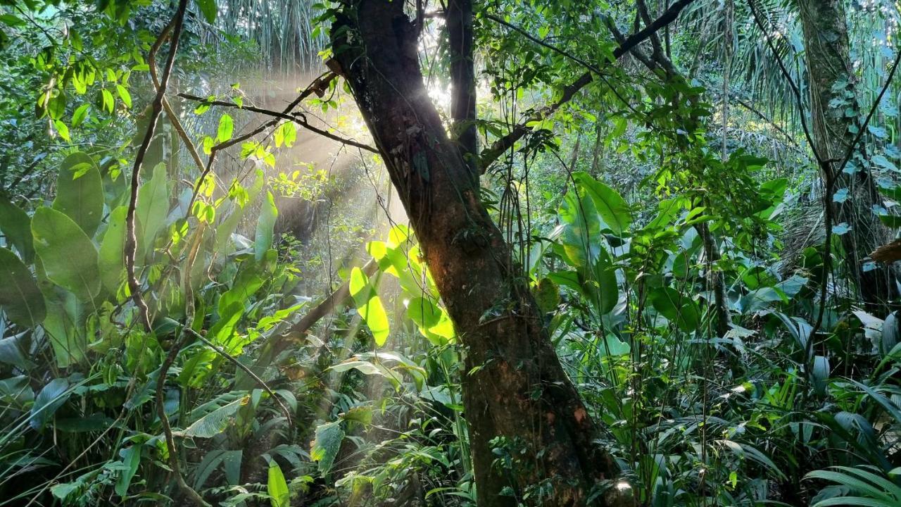 Wildlife Art Tortuguero Hotel ภายนอก รูปภาพ