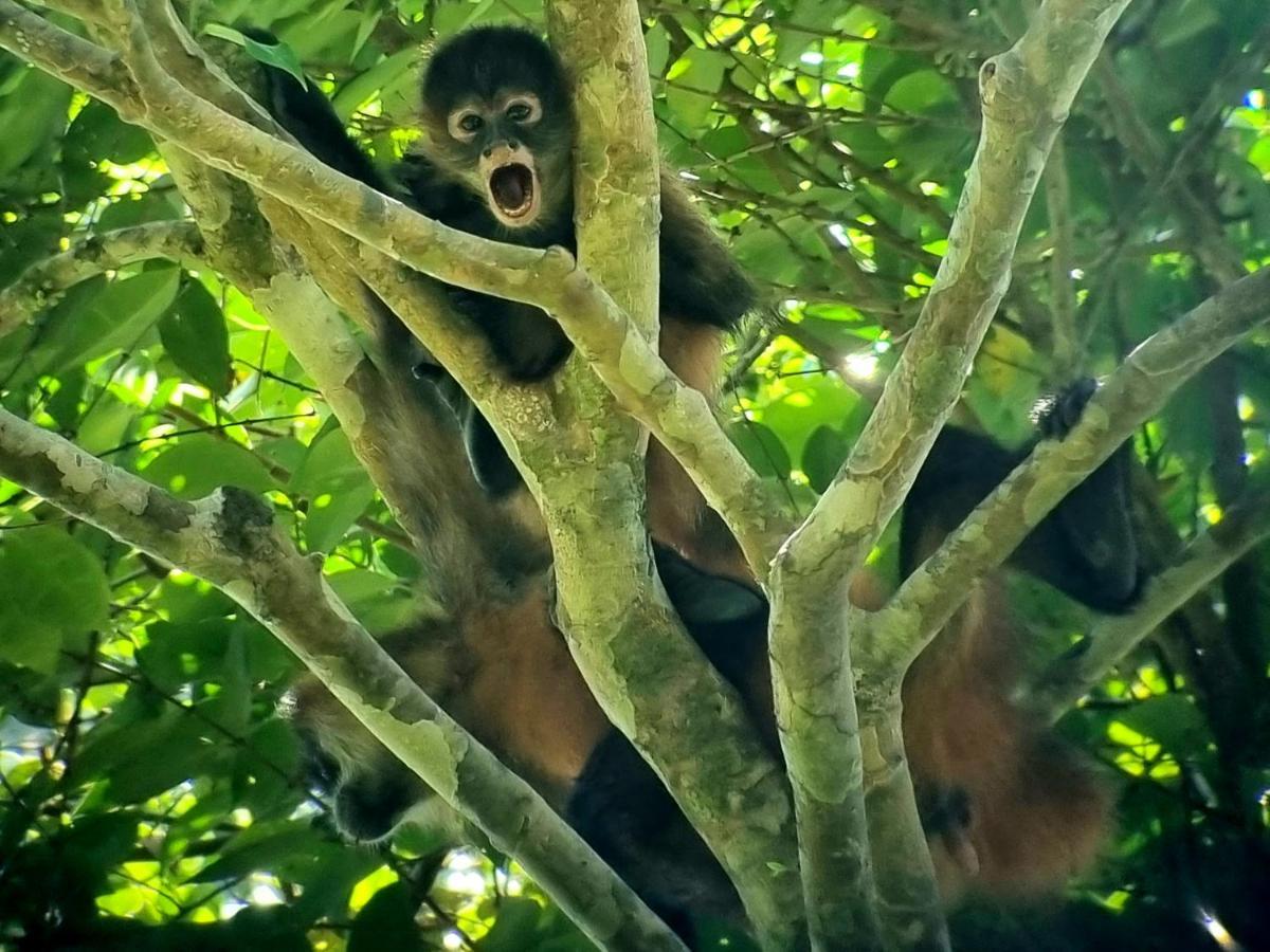 Wildlife Art Tortuguero Hotel ภายนอก รูปภาพ
