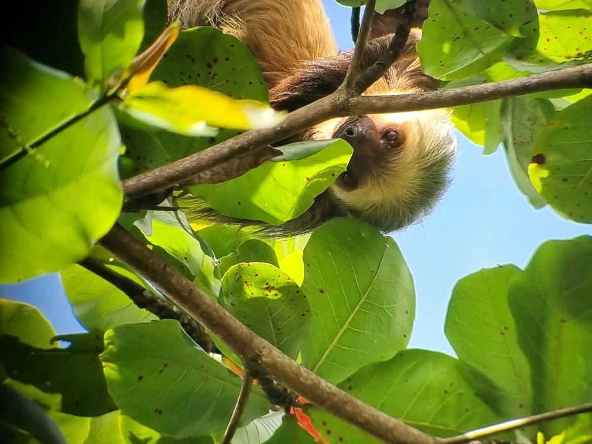 Wildlife Art Tortuguero Hotel ภายนอก รูปภาพ