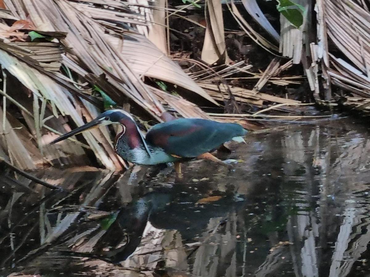 Wildlife Art Tortuguero Hotel ภายนอก รูปภาพ