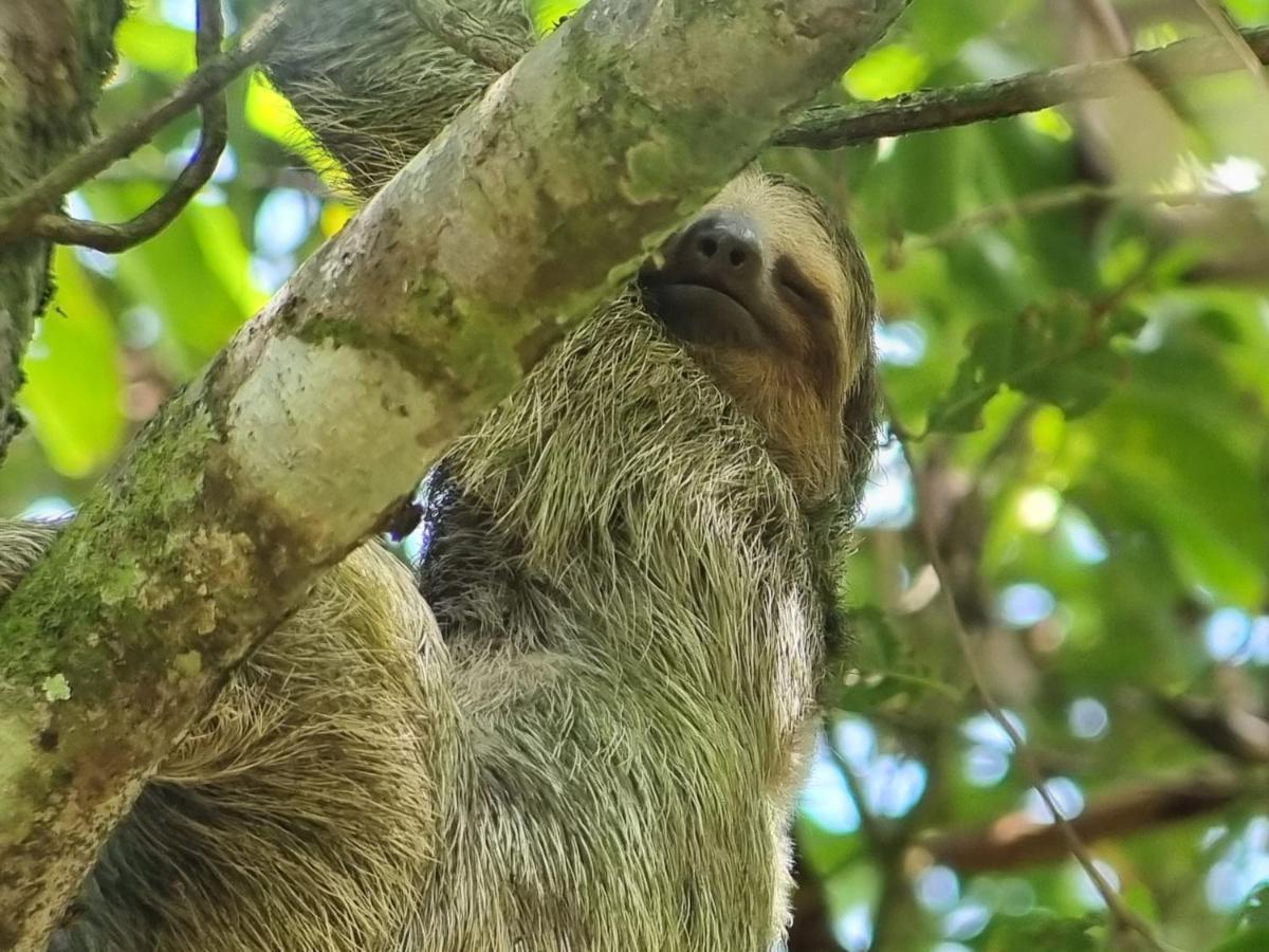 Wildlife Art Tortuguero Hotel ภายนอก รูปภาพ