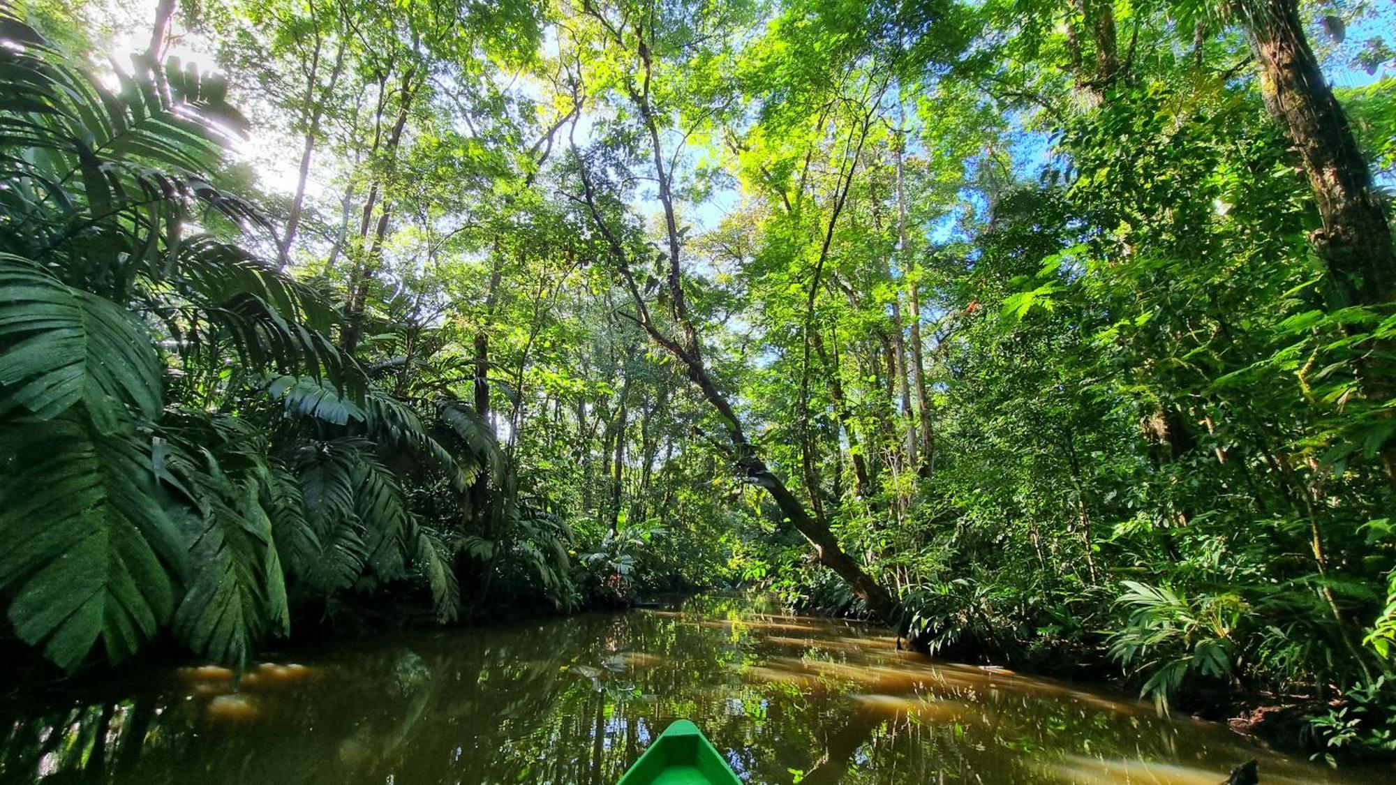 Wildlife Art Tortuguero Hotel ภายนอก รูปภาพ