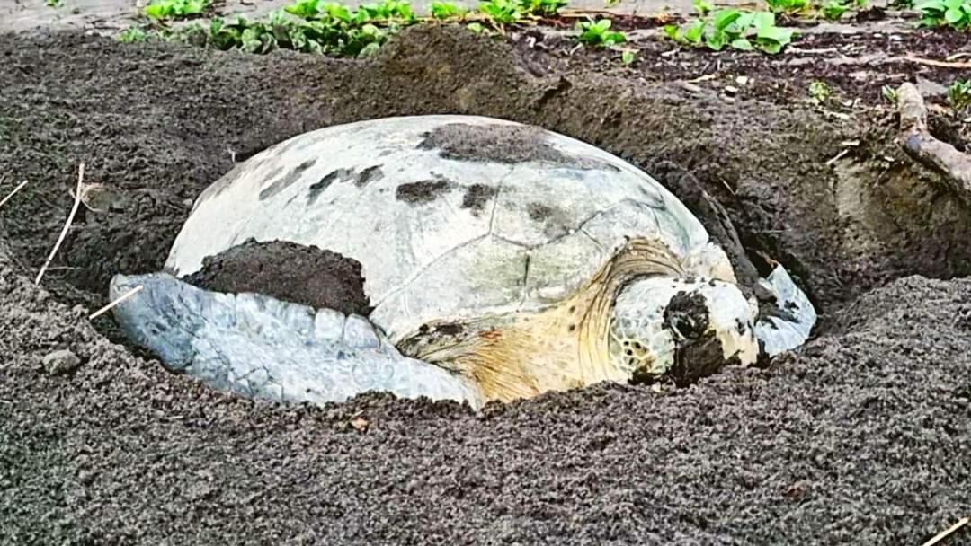 Wildlife Art Tortuguero Hotel ภายนอก รูปภาพ