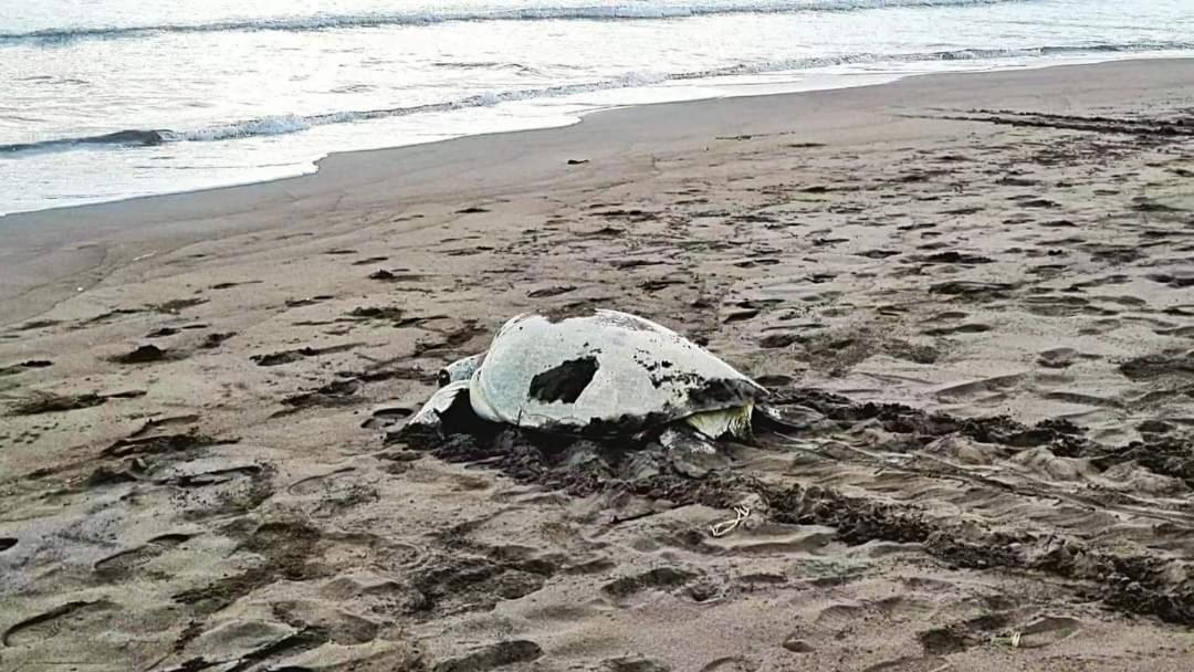 Wildlife Art Tortuguero Hotel ภายนอก รูปภาพ