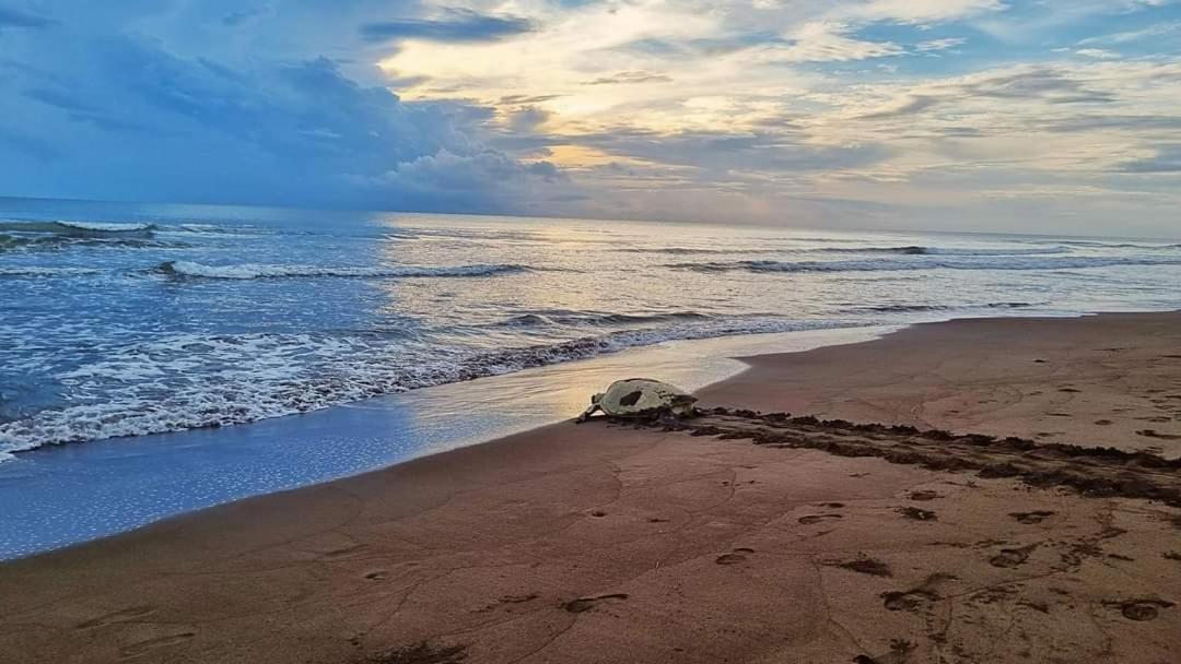 Wildlife Art Tortuguero Hotel ภายนอก รูปภาพ